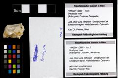 Foto (Objekt + Etiketten) von Brachyura indet. 